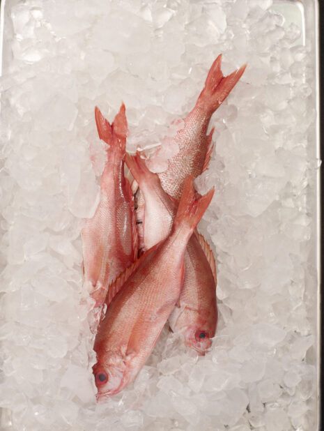 Overhead View of Fresh Whole Red Snapper Fish on Ice