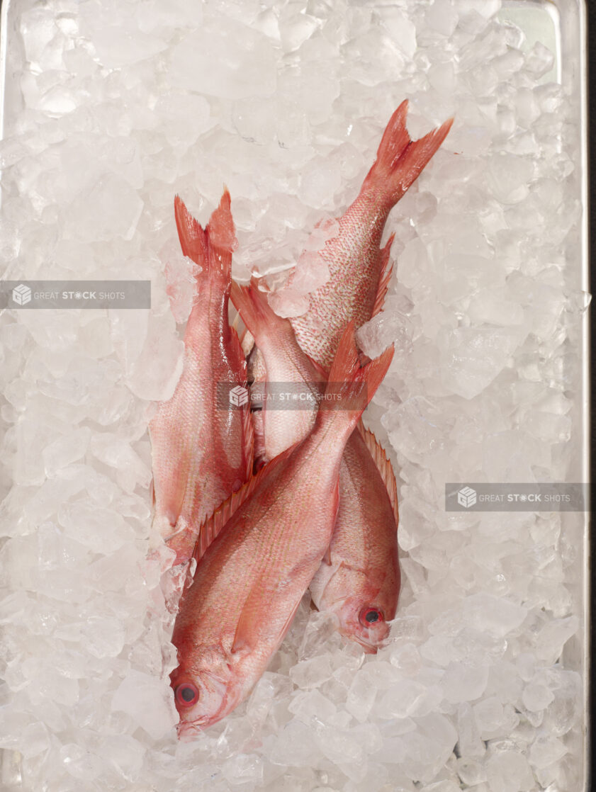 Overhead View of Fresh Whole Red Snapper Fish on Ice