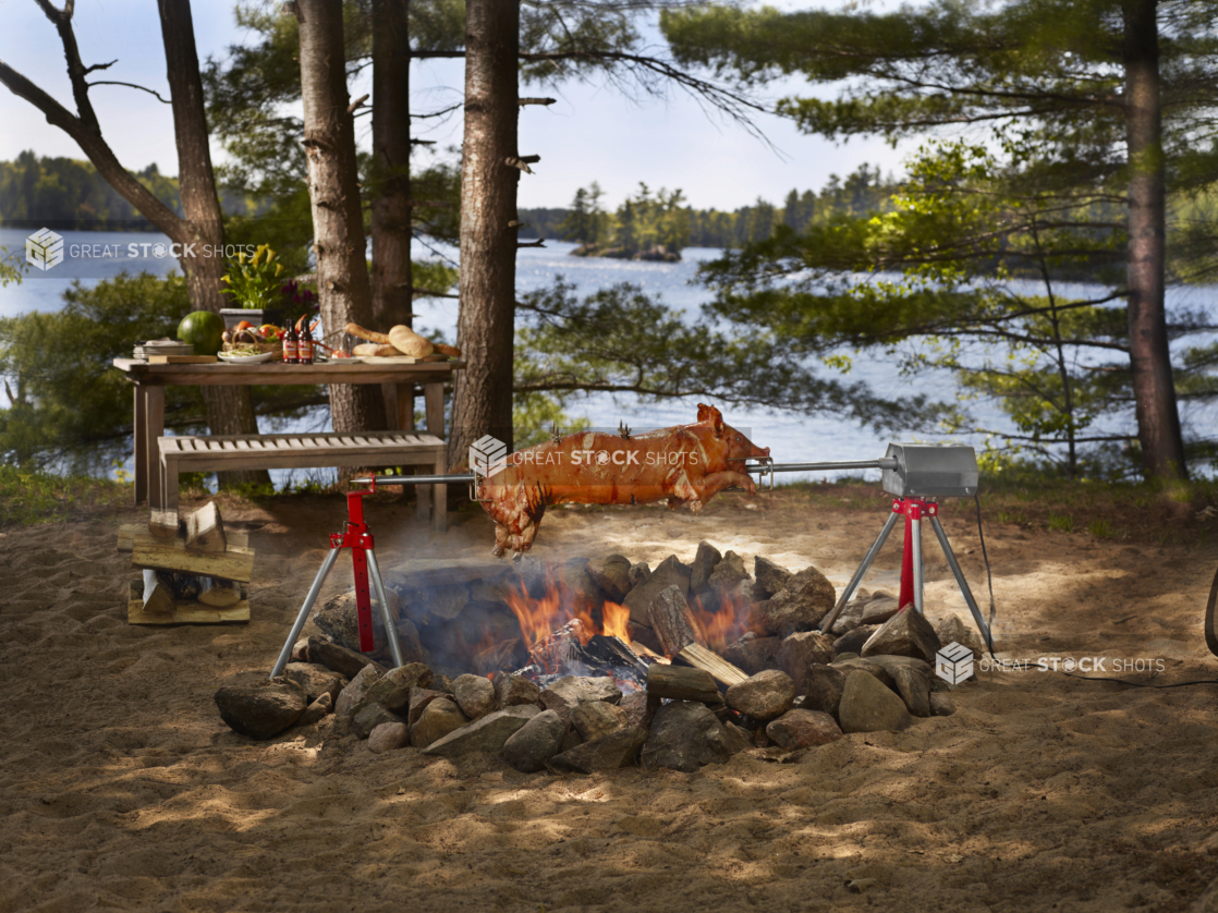 Pig roasting on a spit over a campfire in a wooded area with lake in background