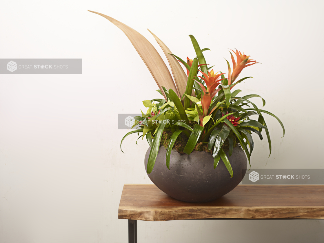 Guzmania plant with flowers in a rounded slate planter