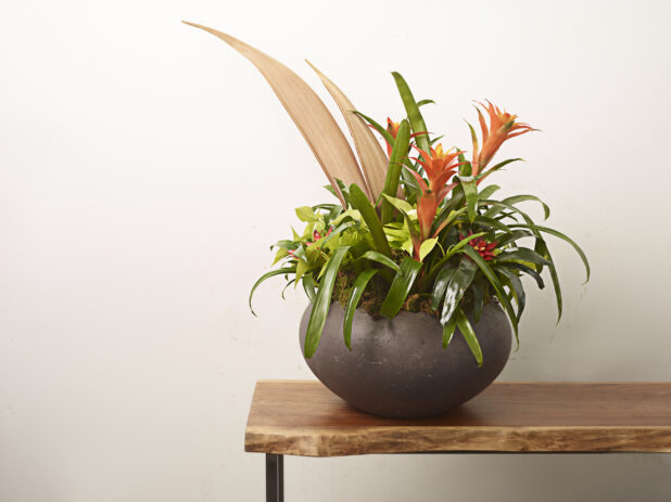 Guzmania plant with flowers in a rounded slate planter