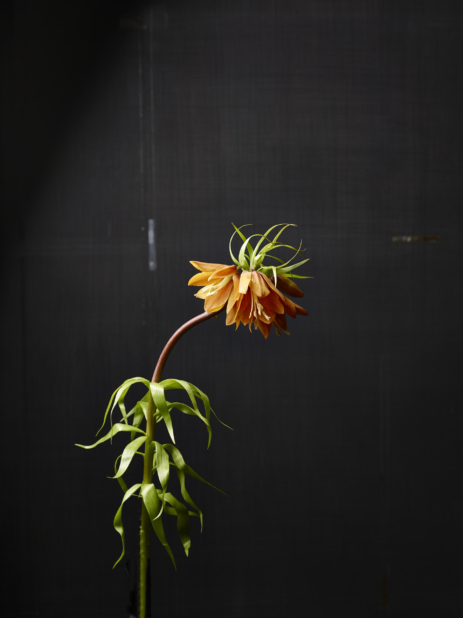 A Single Stem of Orange Asian Fritillaria Flower Against a Black Background