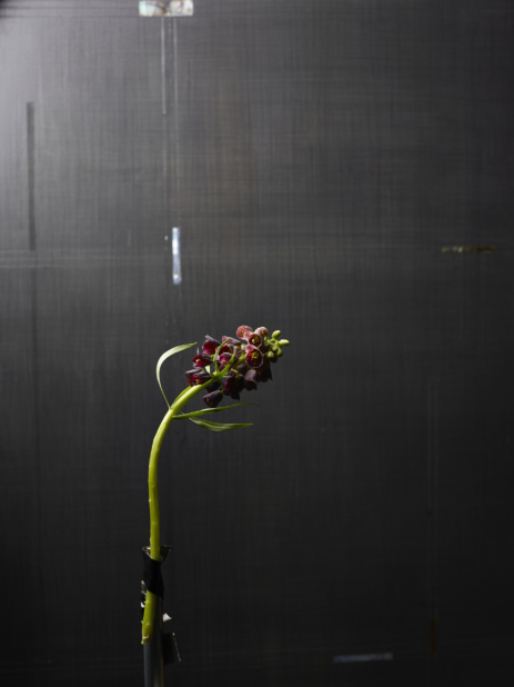 A Single Stem of Deep Purple Persian Fritillary Flower Against a Black Background