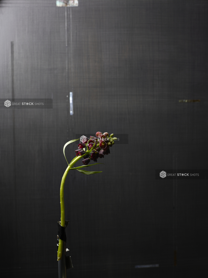 A Single Stem of Deep Purple Persian Fritillary Flower Against a Black Background