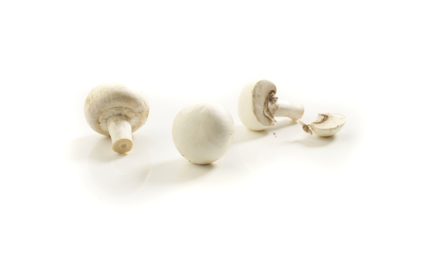 Whole raw white button mushrooms on a white background