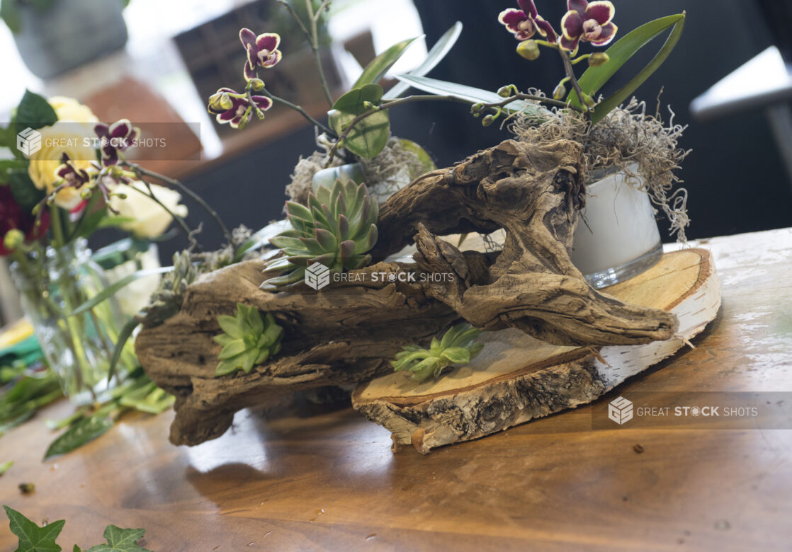 Beautiful floral design using succulents and orchids set on driftwood and birch in a floral shop setting