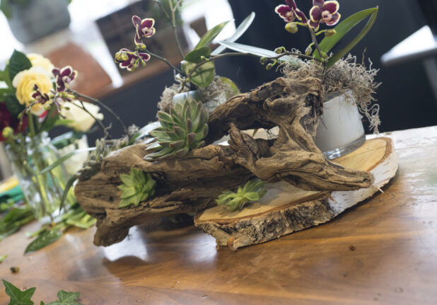 Beautiful floral design using succulents and orchids set on driftwood and birch in a floral shop setting