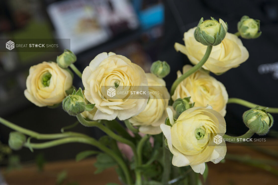 Yellow ranunculus flowers in a close up view