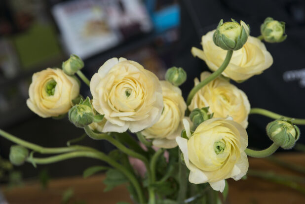 Yellow ranunculus flowers in a close up view