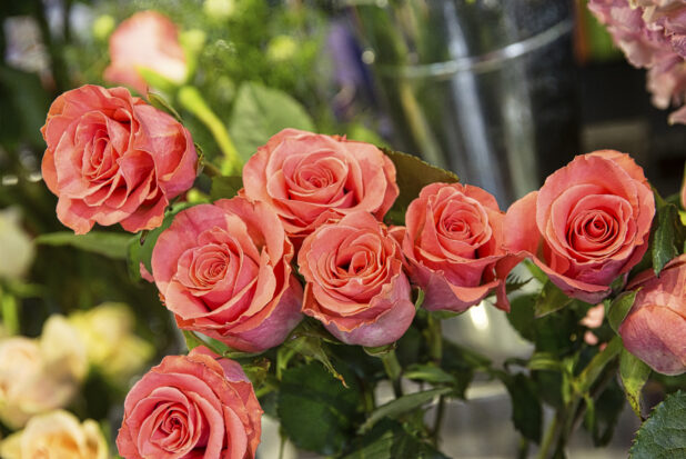 Close up view of pink roses with other flowers in the background