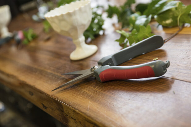 Close up view of garden shears with a small white flower goblet with ivy in the background on a wooden table