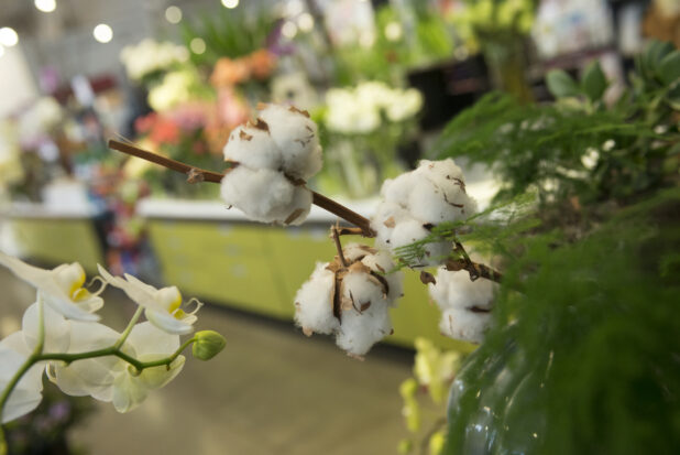 Cotton branch, ferns and orchid (phalaenopsis) in the foreground, view of florist shop in the background