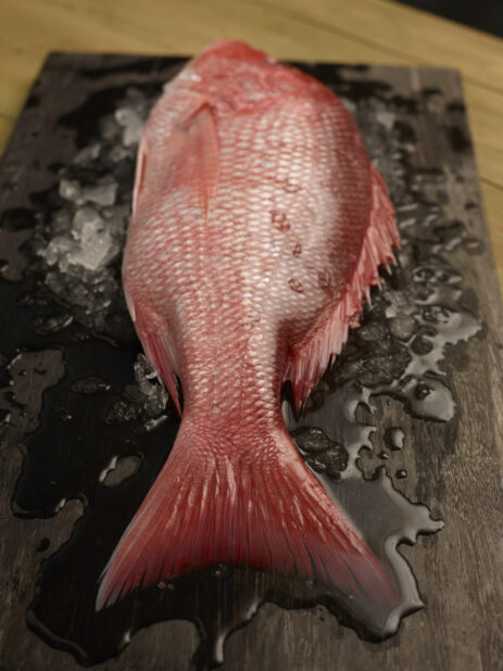 Whole fresh uncooked red snapper on a dark wooden board surrounded by melting ice, close up view, tail end