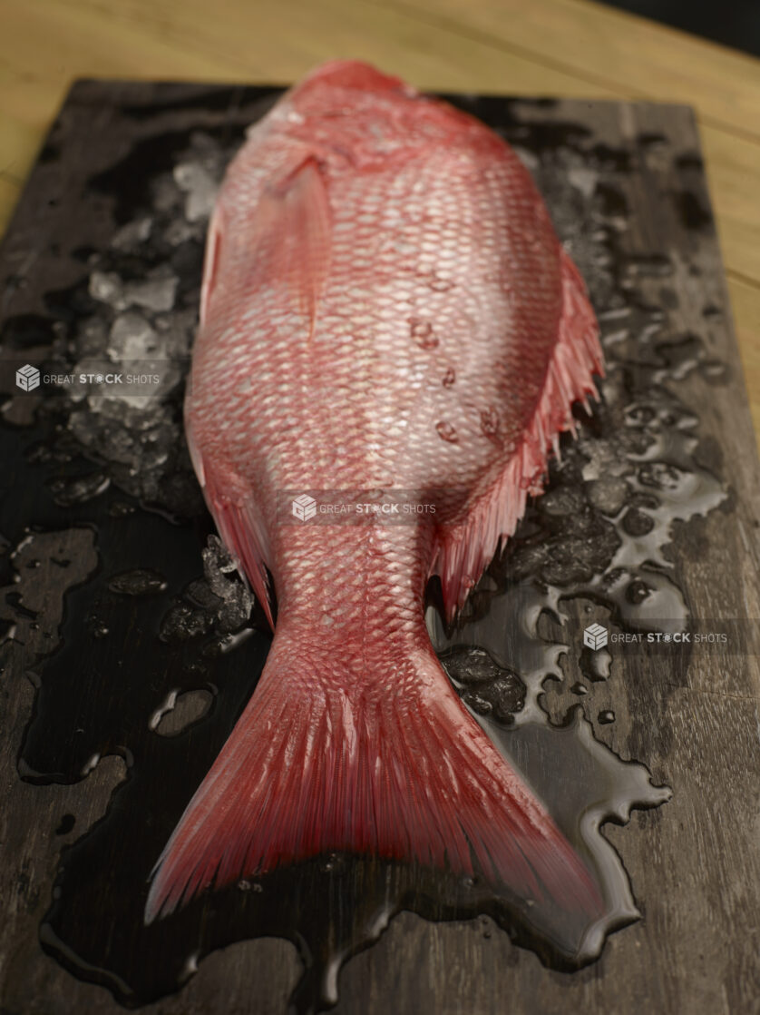 Whole fresh uncooked red snapper on a dark wooden board surrounded by melting ice, close up view, tail end