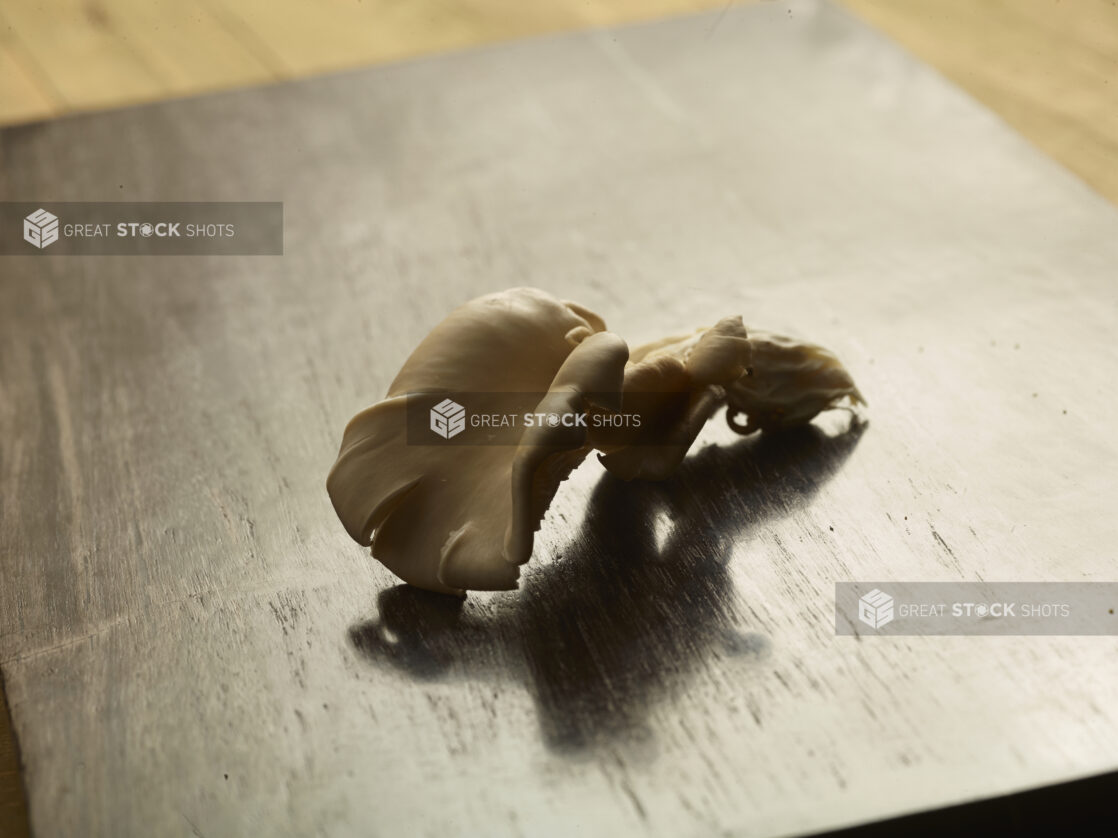 1 whole fresh oyster mushroom on a dark wooden board on a wooden background