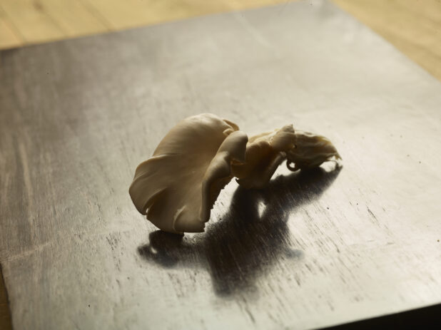 1 whole fresh oyster mushroom on a dark wooden board on a wooden background