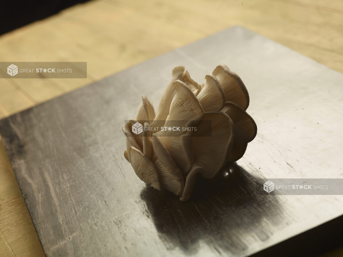 Clustered oyster mushroom on a wooden board on a wood table