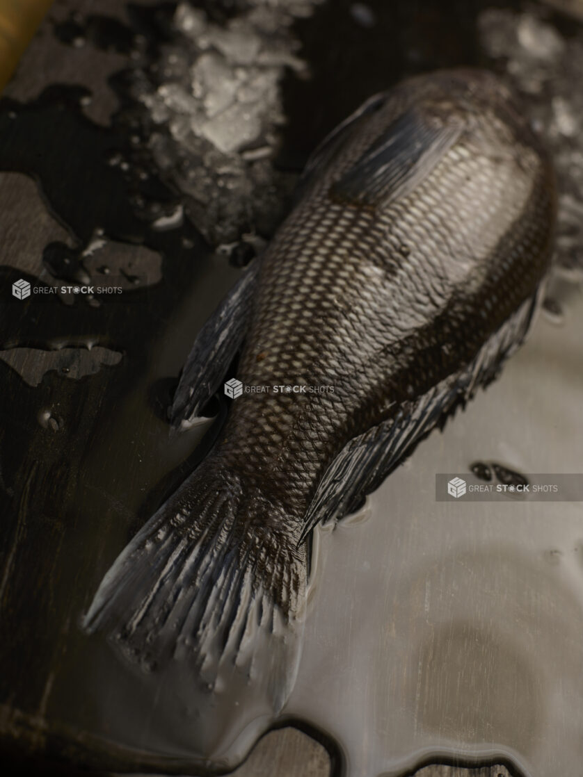 Whole fresh fish on a dark wooden surface surrounded by ice, close up view, tail to head