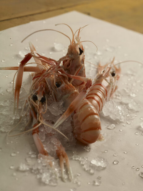 Fresh Argentinian shrimp on ice on parchment paper, close up view