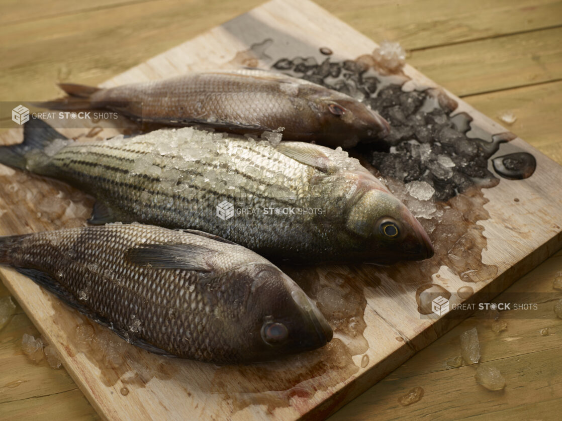 Assorted whole fresh uncooked fish on a wooden board surrounded by melting ice on a wooden background