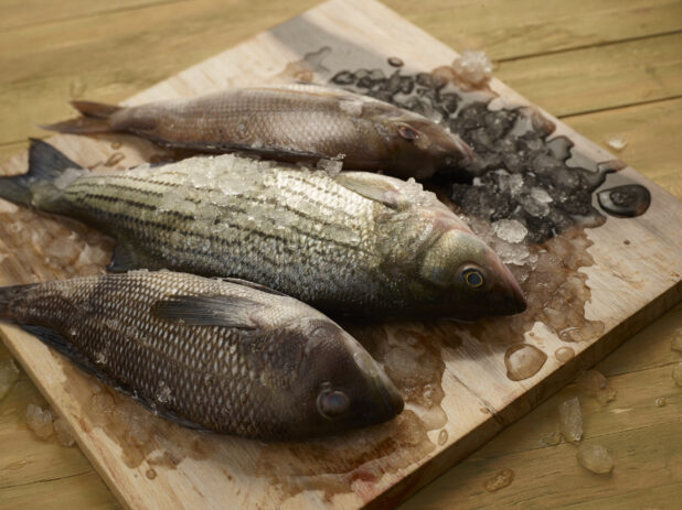 Assorted whole fresh uncooked fish on a wooden board surrounded by melting ice on a wooden background