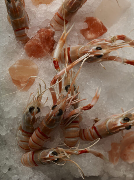 Fresh Argentinian shrimp on ice on parchment paper, close up view