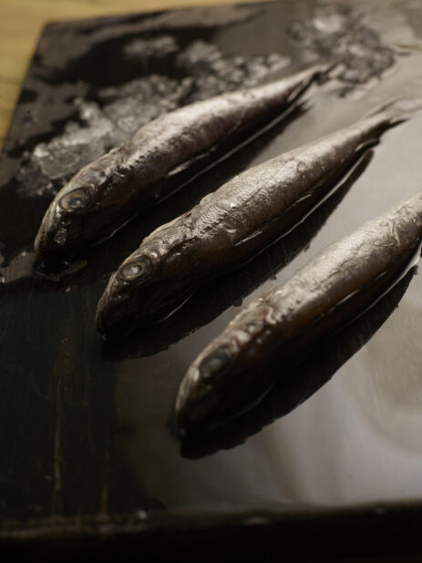 3 small uncooked whole fish on a dark wood background with ice/melting ice surrounding