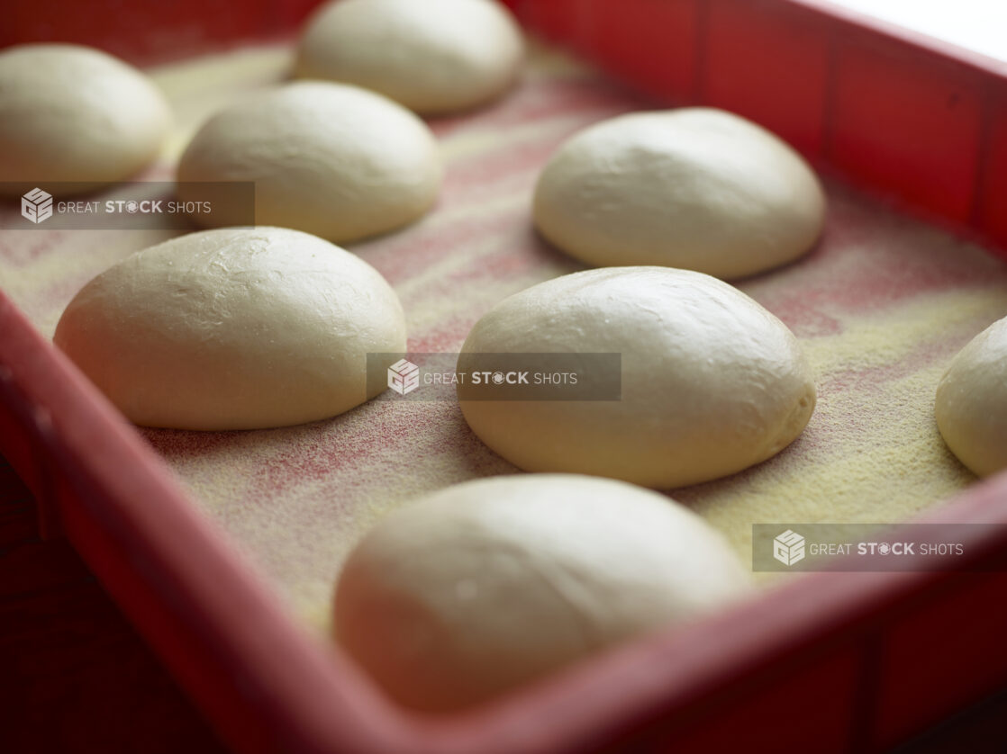 Red container of white dough balls proofing on cornmeal dusting