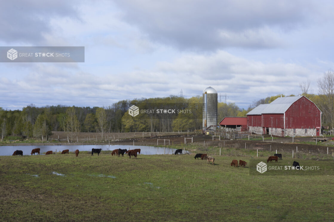 Landscape Shot of a Cattle Farm with Grazing Cows, a Pond, Red Painted Barn and Silo and Woodland Area in Ontario, Canada