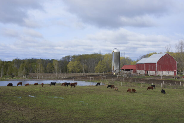 Landscape Shot of a Cattle Farm with Grazing Cows, a Pond, Red Painted Barn and Silo and Woodland Area in Ontario, Canada