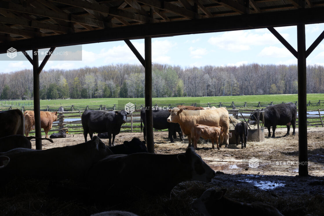 Black and Brown Cows and Calves in an Outdoor Enclosure on a Rural Farm with a Green Pasture and Woodland in the Background