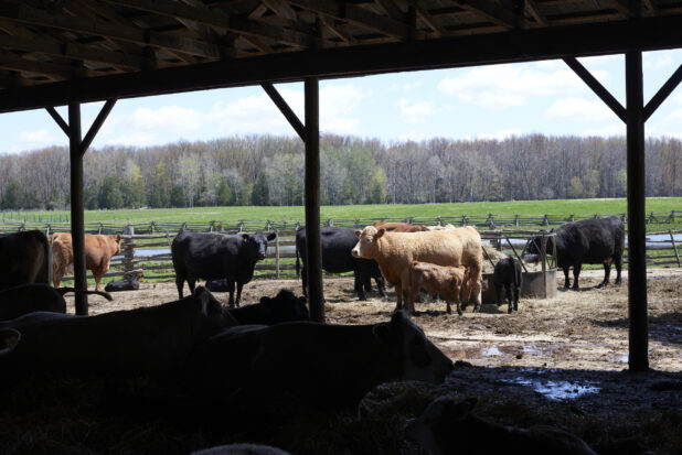 Black and Brown Cows and Calves in an Outdoor Enclosure on a Rural Farm with a Green Pasture and Woodland in the Background