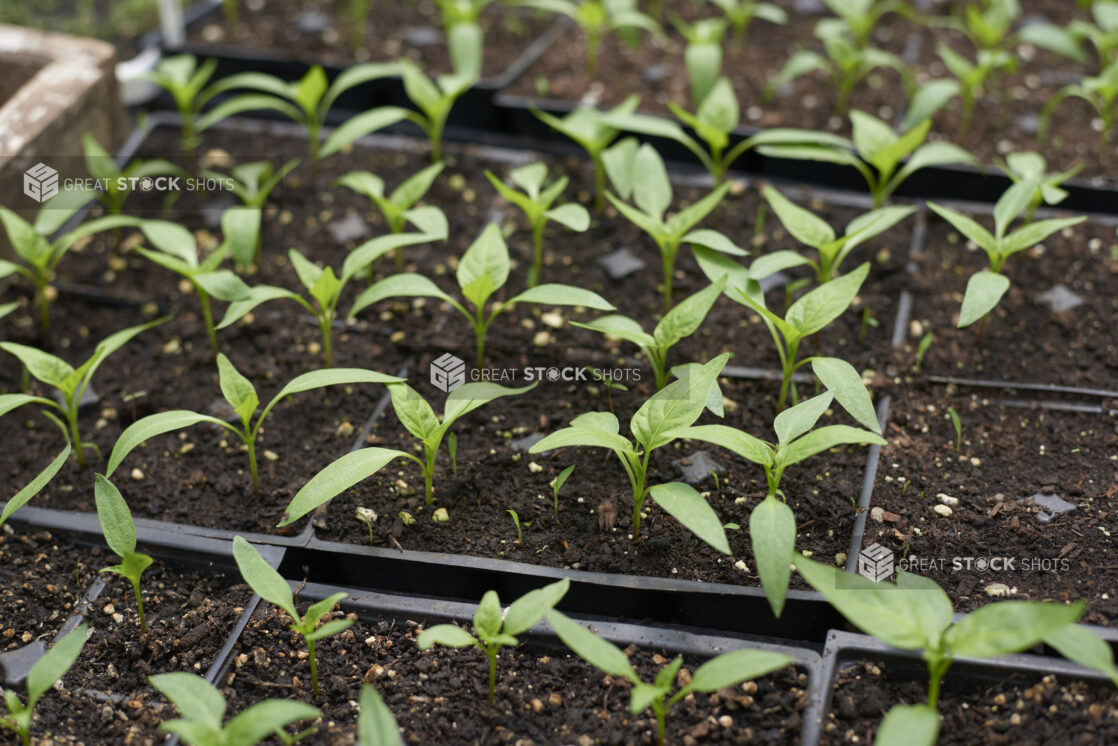 Close Up of Pepper Seedlings in Black Plastic Cultivation Trays in a Greenhouse Interior