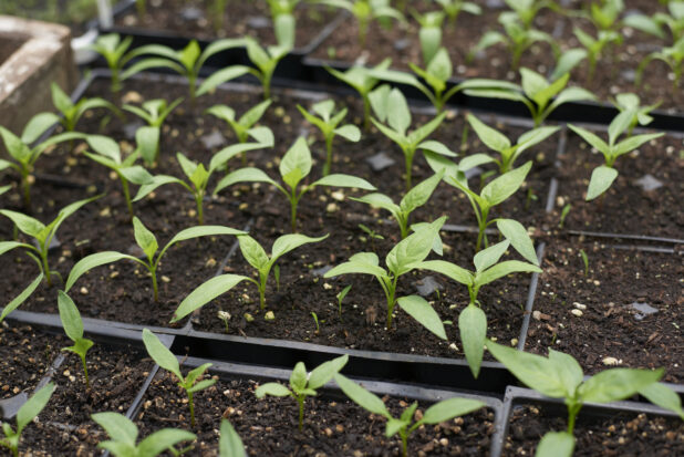Close Up of Pepper Seedlings in Black Plastic Cultivation Trays in a Greenhouse Interior
