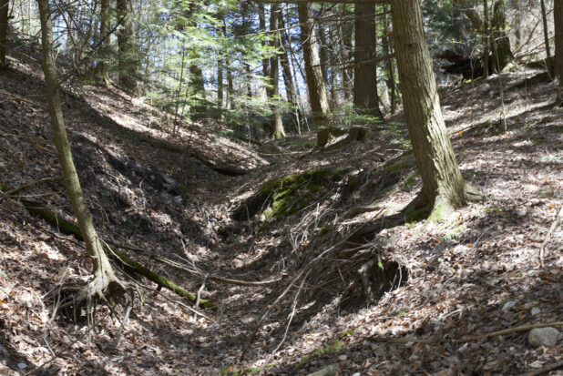 Forest with Yonge and Old Trees, Dead Leaves and Tree Roots in Ontario, Canada