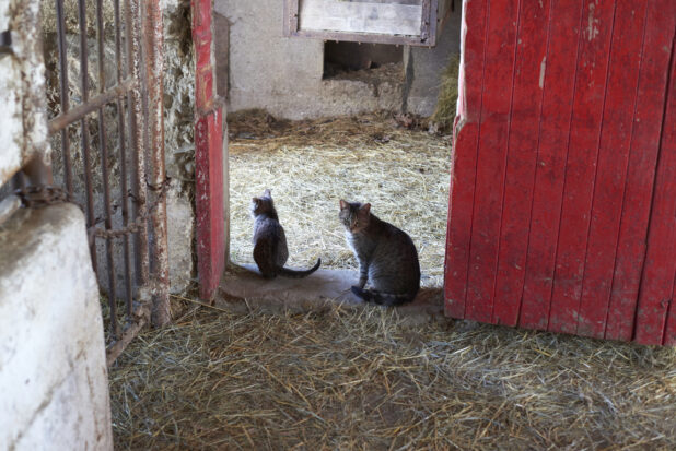 A Mother Tabby Barn Cat with Her Kitten Sitting in the Doorway of a Hay Covered Barn Floor with Red Painted Barn Doors