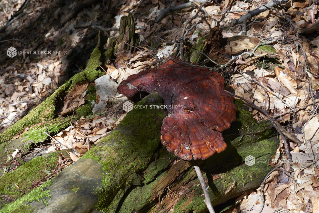 Large Reddish Brown Reishi Mushroom Fungus Growing on a Moss Covered Downed Tree on a Forest Floor