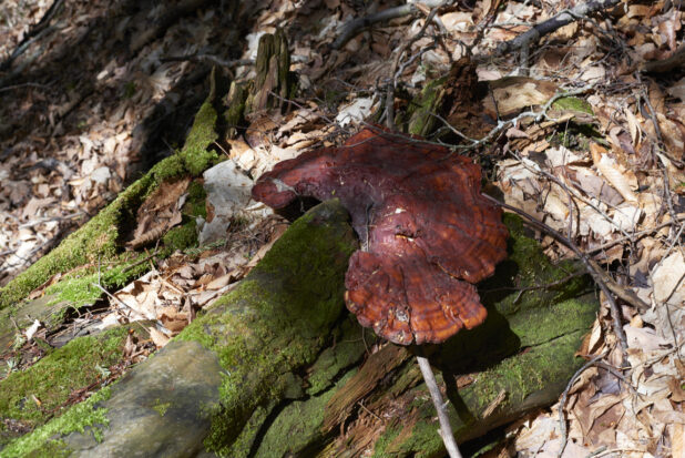 Large Reddish Brown Reishi Mushroom Fungus Growing on a Moss Covered Downed Tree on a Forest Floor