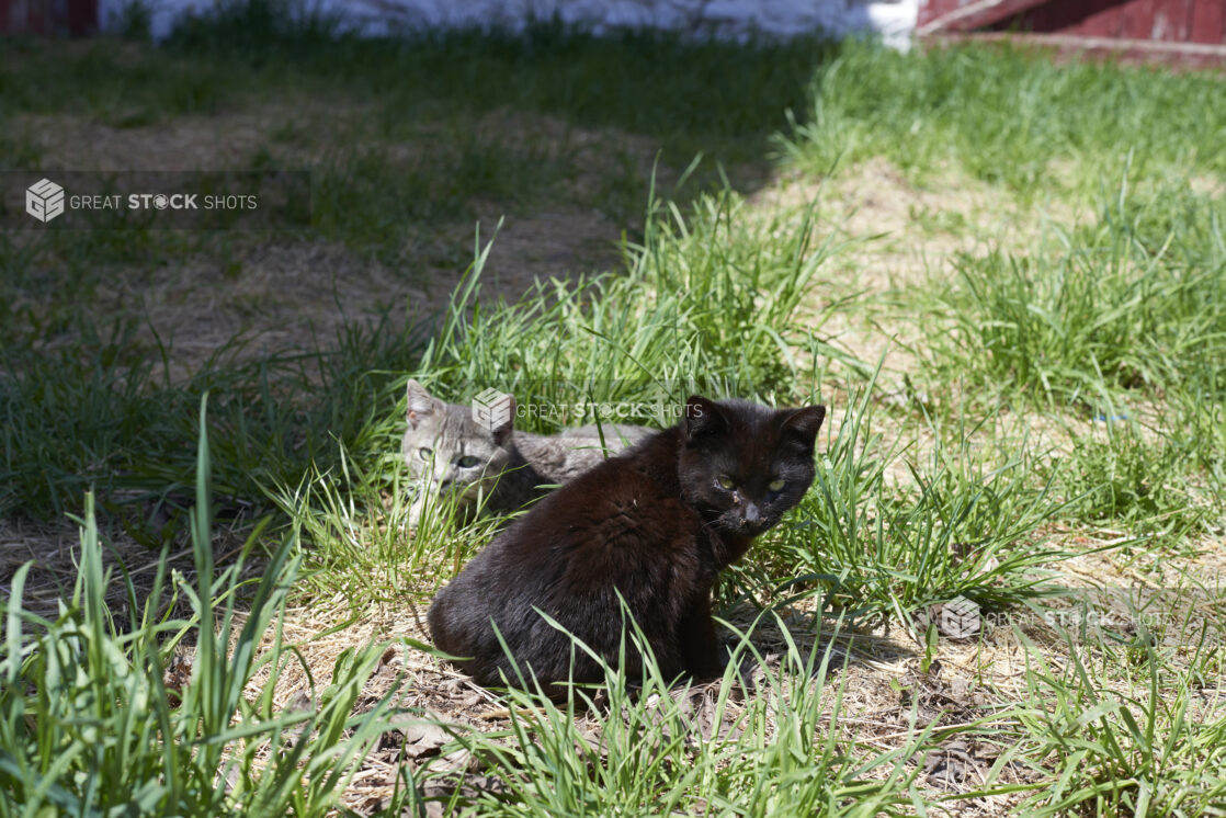 Close Up of Black and Grey Tabby Kittens in Tall Grass on a Farm Property in Ontario, Canada