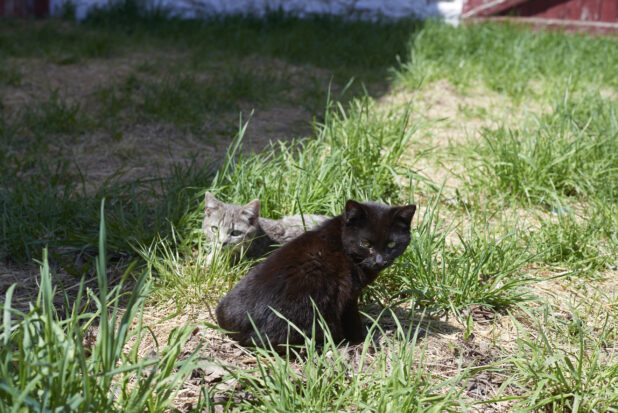 Close Up of Black and Grey Tabby Kittens in Tall Grass on a Farm Property in Ontario, Canada