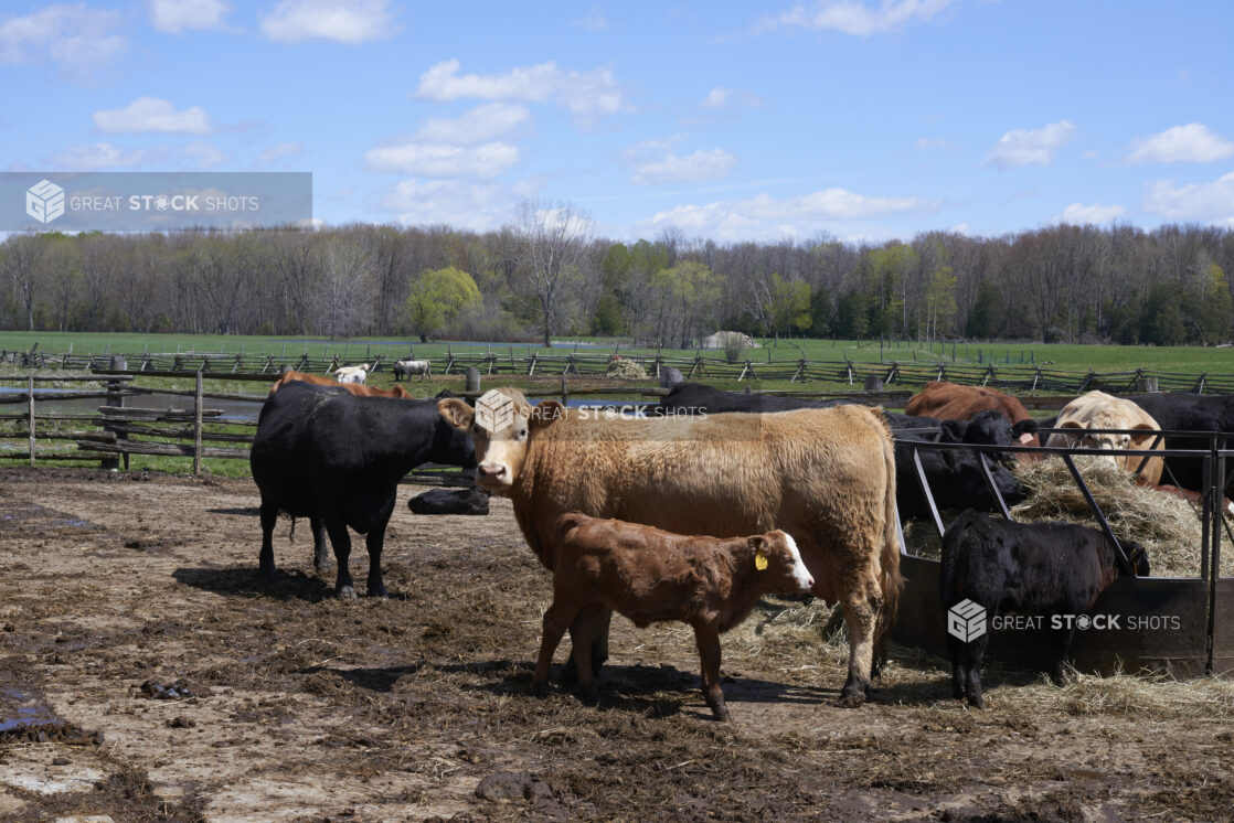 Black and Brown Cows and Calves in an Outdoor Enclosure on a Rural Farm with a Green Pasture and Woodland in the Background