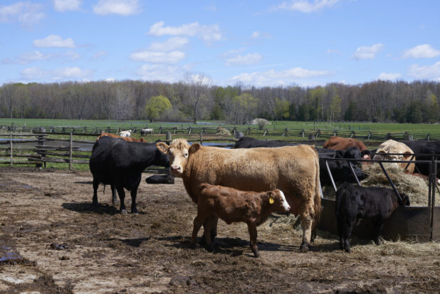 Black and Brown Cows and Calves in an Outdoor Enclosure on a Rural Farm with a Green Pasture and Woodland in the Background