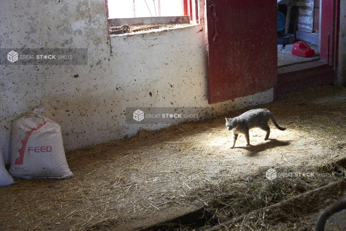 A Grey Tabby Cat Walking Inside a Cattle Barn on a Farm in Ontario, Canada