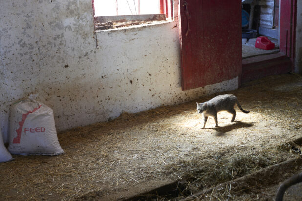 A Grey Tabby Cat Walking Inside a Cattle Barn on a Farm in Ontario, Canada