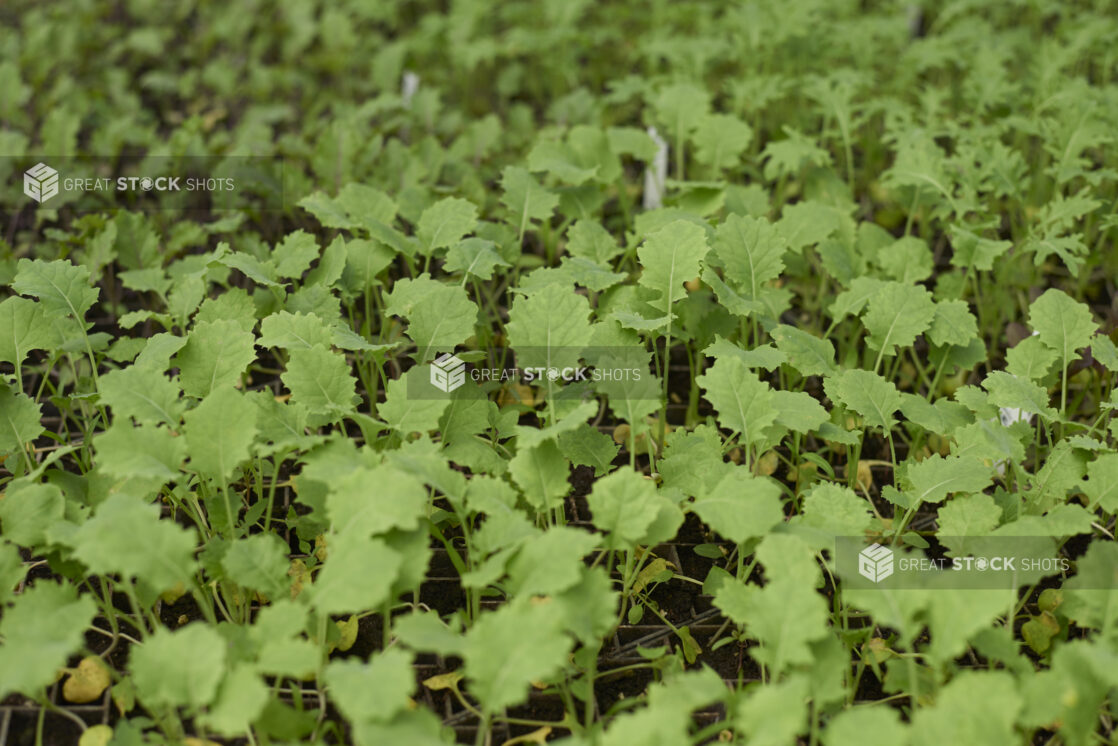 Close Up of Kale Seedlings in Black Plastic Cultivation Trays in a Greenhouse Interior