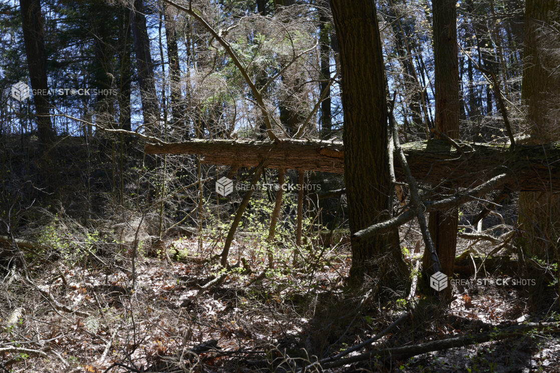 Forest with Young Tree Saplings, Mature Trees and Dead Trees in Ontario, Canada