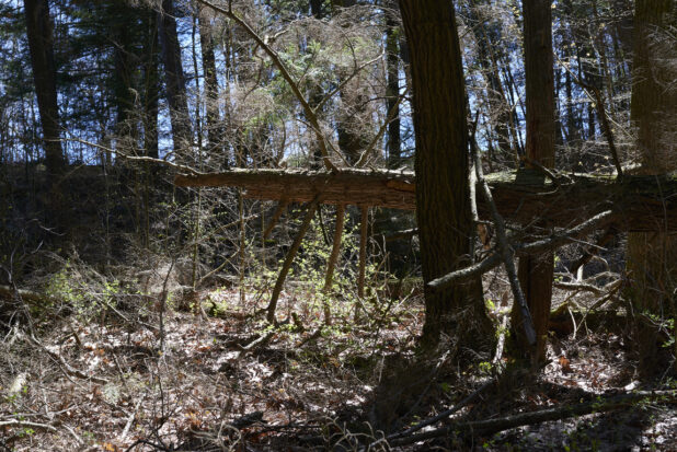 Forest with Young Tree Saplings, Mature Trees and Dead Trees in Ontario, Canada