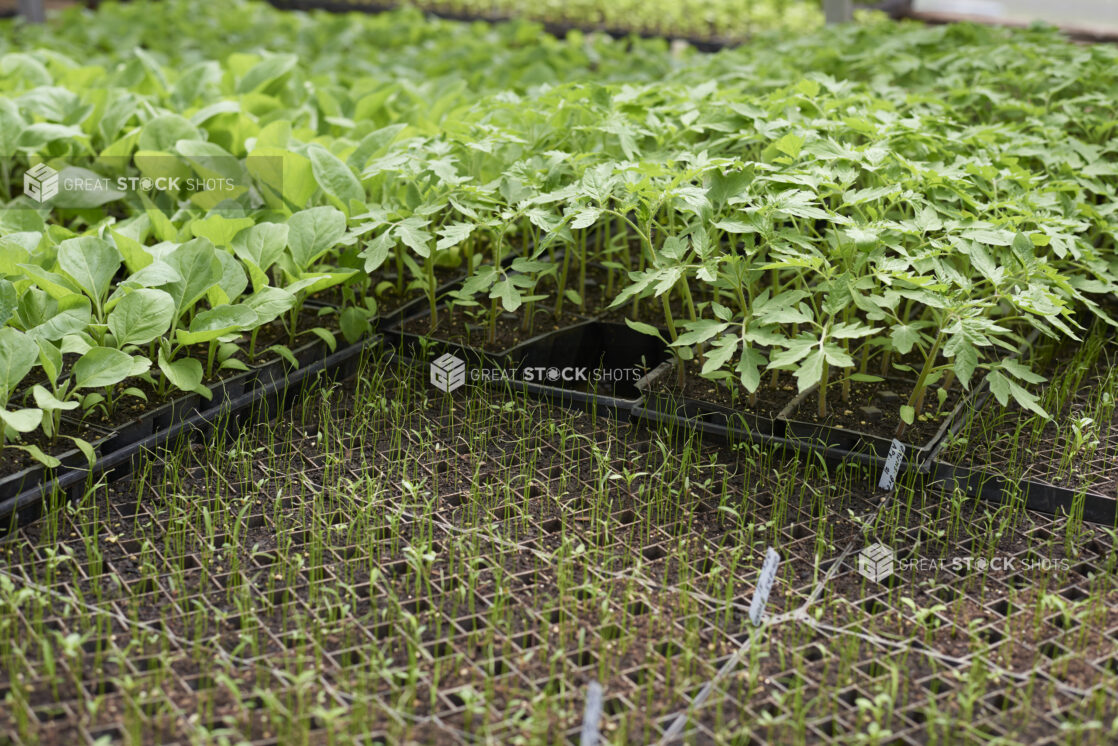 Vegetable Seedlings, Seeds and Soil in Black Plastic Cultivation Seedling Trays on Wire Racks in a Greenhouse Setting