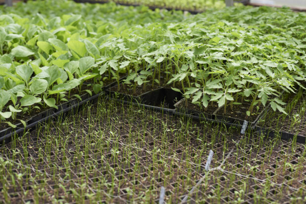Vegetable Seedlings, Seeds and Soil in Black Plastic Cultivation Seedling Trays on Wire Racks in a Greenhouse Setting