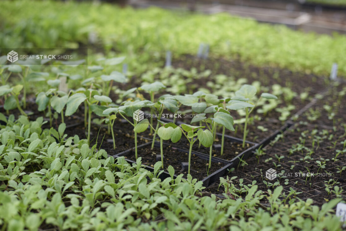 Seedlings of Various Vegetables in Black Plastic Cultivation Seedling Trays in a Greenhouse Setting